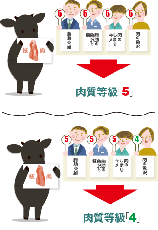 肉質等級説明イラスト