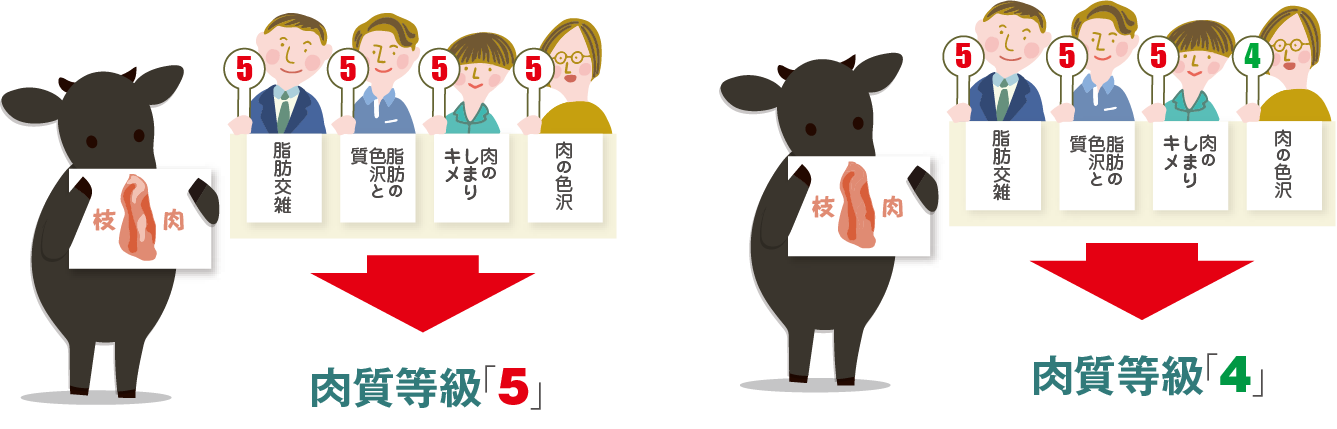 肉質等級説明イラスト